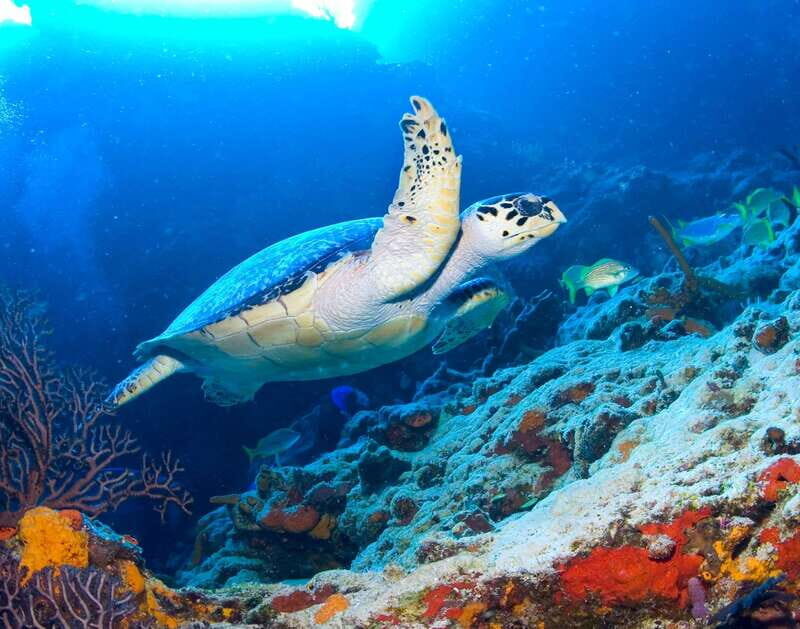 Cozumel: El Cielo & Palancar Snorkel with Open Bar & Ceviche - Who Is This Tour Best For?