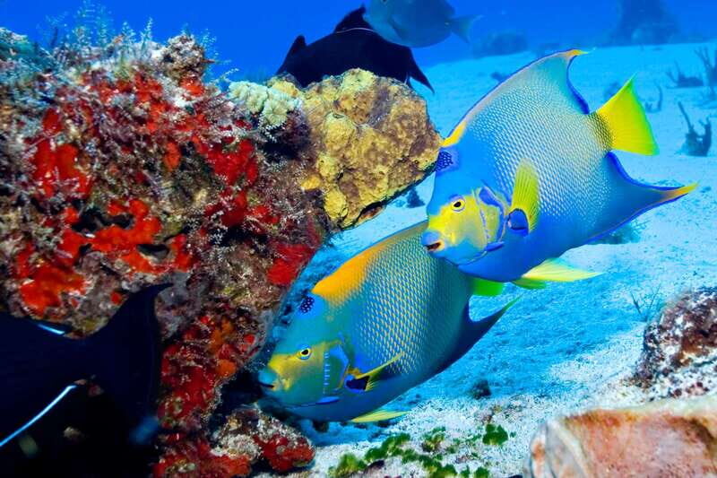 Cozumel: El Cielo & Palancar Snorkel with Open Bar & Ceviche - FAQ
