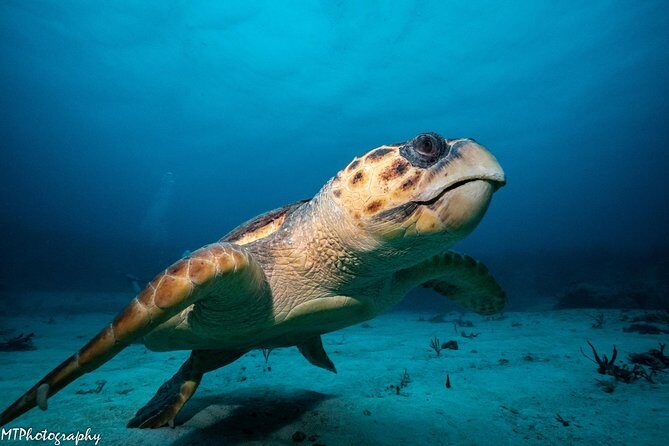 Cozumel Express 2-Tank Dives from Playa del Carmen/ Only for Certified Divers - Final Thoughts