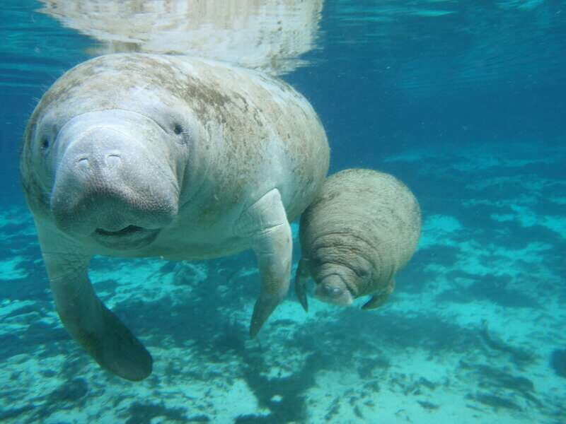 Cozumel: Manatee Encounter, Chankanaab Admission and Buffet - Discovering Cozumel’s Manatee Encounter