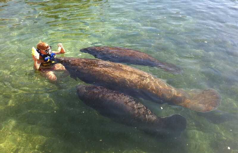 Cozumel: Manatee Encounter, Chankanaab Admission and Buffet - Who Is This Tour Perfect For?