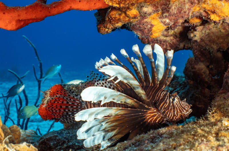 Cozumel Marine Park: Discover Scuba Diving Experience - Exploring Cozumel Marine Park: A Practical Overview