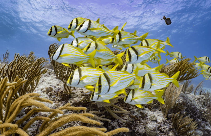 Cozumel Marine Park: Discover Scuba Diving Experience - FAQ