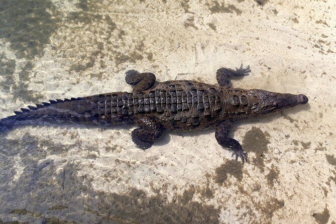 Cozumel National Park and Beach Break: Private Tour - Who Is This Tour Best For?