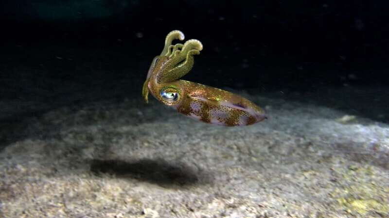 Cozumel: Night Snorkel Adventure - Cozumel: Night Snorkel Adventure