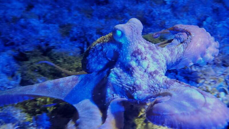 Cozumel: Night Snorkel Adventure - The Sum Up