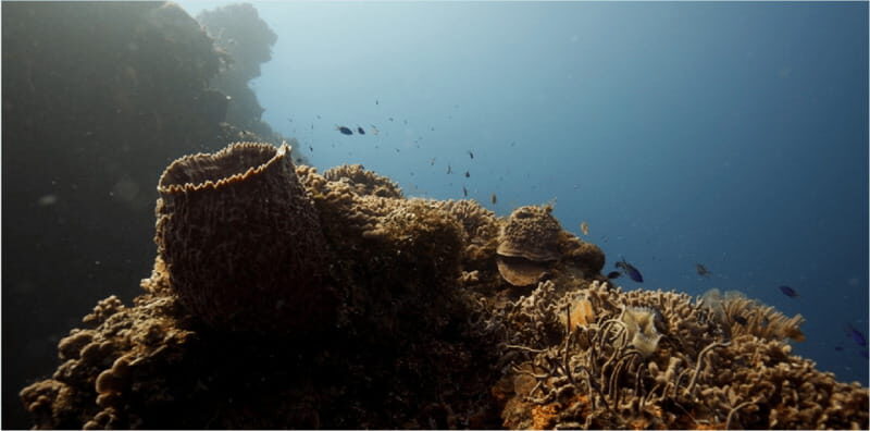 Cozumel: Ocean Dive - Key Points