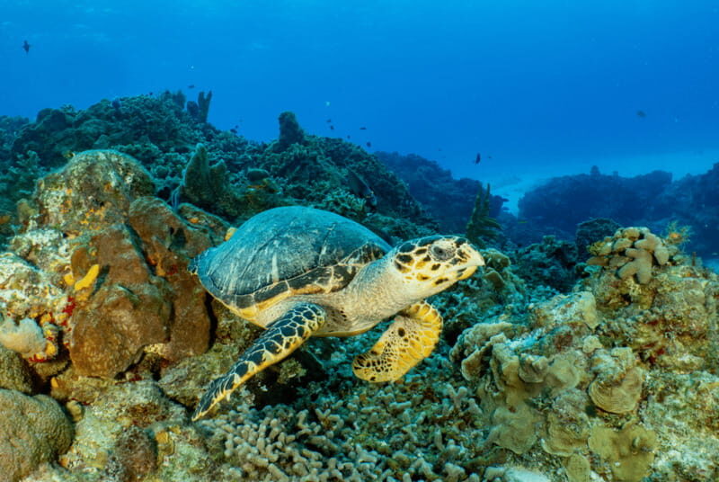 Cozumel: Open Water PADI Diver Course - Key Points