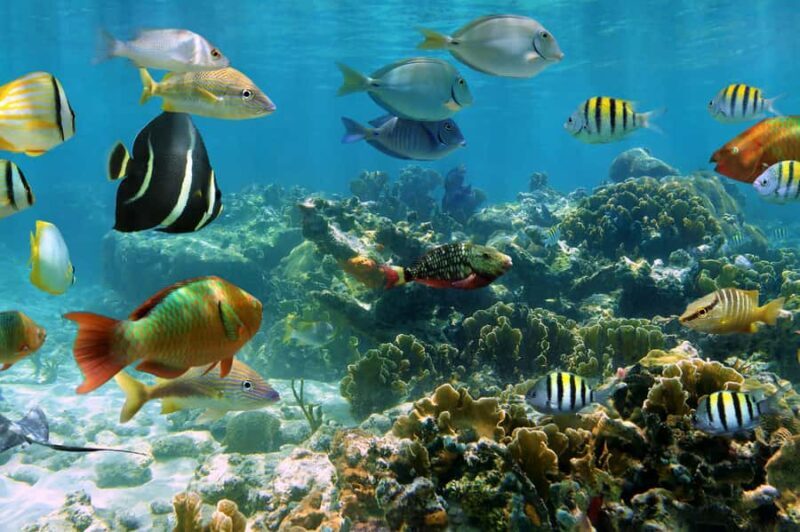 Cozumel: Palancar, Columbia and Cielo Reefs Snorkeling Tour - Exploring Cozumel’s Reef System: What You Can Expect