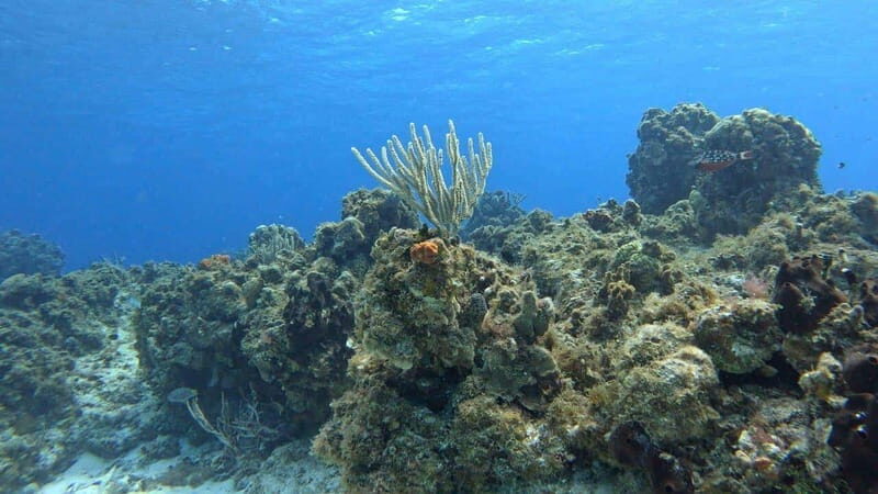 Cozumel, Passion Island: 4-Hour Private Tour - Who Will Love This Tour?