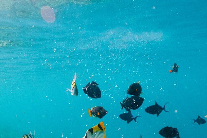 Cozumel: Private Snorkel Experience at Skyreef Beach Club - Who Is This Tour Best For?