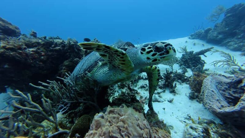 Cozumel: Private Snorkel or Scuba Tour (1 tank) + El Cielo + Guacamole and more - Key Points