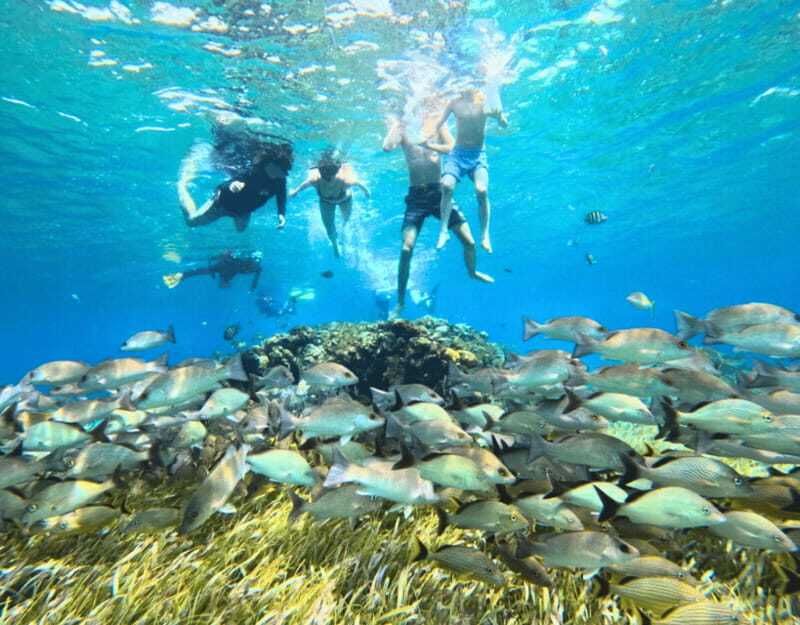 Cozumel: Private Snorkel Tour El Cielo + 3 Reefs Food Drinks - Who Should Consider This Tour?