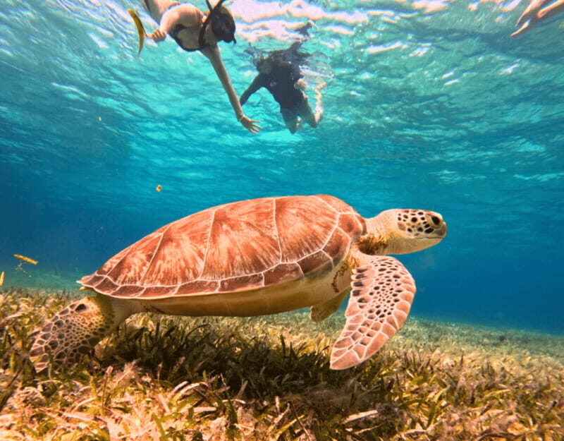 Cozumel: Private Snorkel Tour El Cielo + 3 Reefs Food Drinks - FAQ