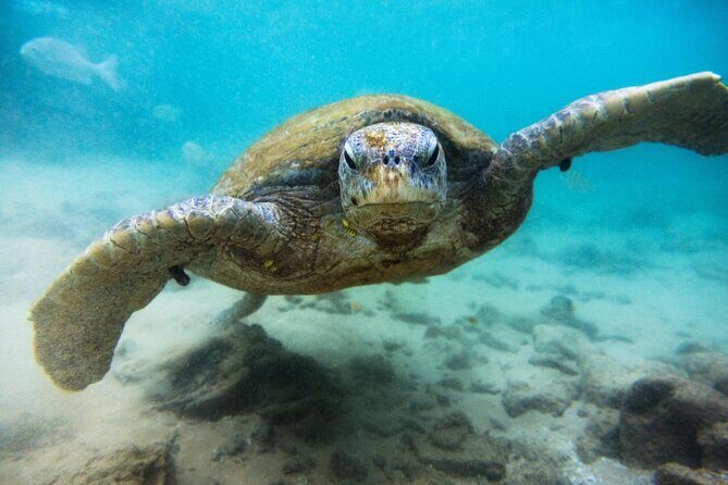 Cozumel Private Snorkeling and Charter Experience - Key Points