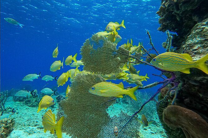 Cozumel Private Yacht and Snorkel with Lunch and Open Bar Onboard - Final Thoughts