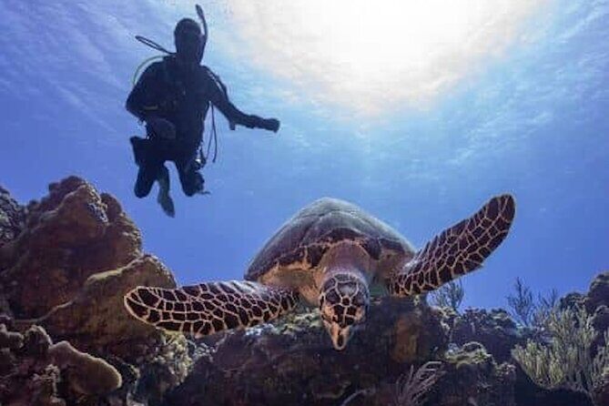 Cozumel Reef Suba Diving Adventure for Certified Divers - Cozumel Reef Suba Diving Adventure for Certified Divers