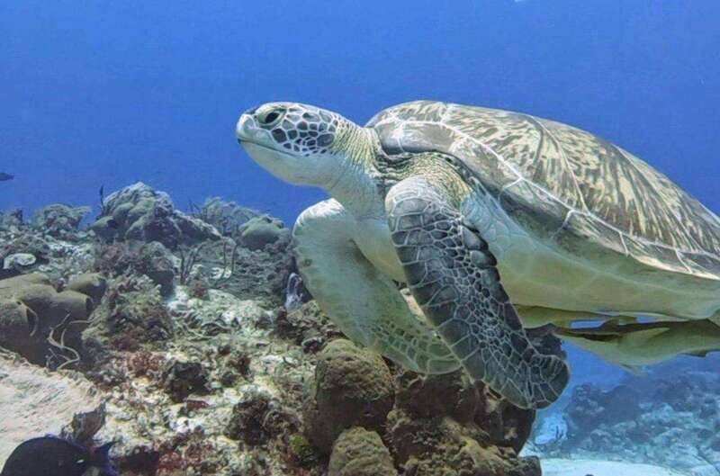 Cozumel Scuba Diving: 2 Tanks in the National Park for certified divers - A Deep Dive into the Experience