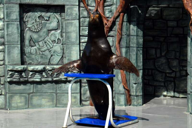 Cozumel: Sea Lion Program at Chankanaab Beach Adventure Park - Final Thoughts: Is It Worth It?