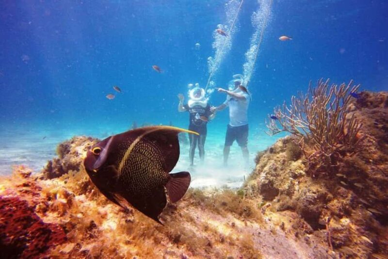 Cozumel: Sea Trek Adventure at Chankanaab National Park - Who Should Book This Tour?