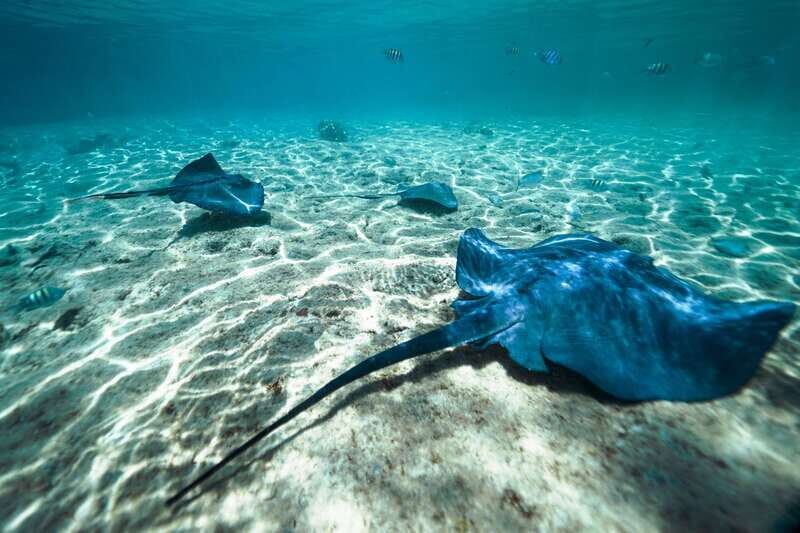 Cozumel: Snorkel and Swim with Stingrays - Final Thoughts