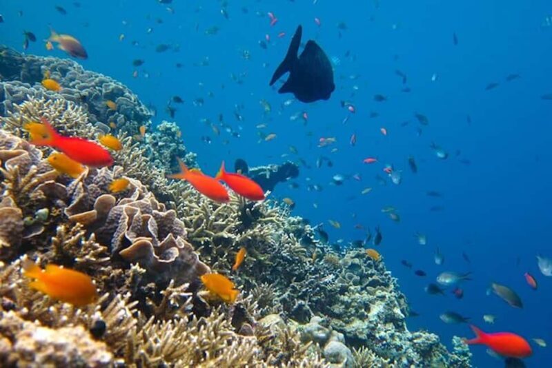 Cozumel: snorkeling on reefs + visit to "El Cielo" - Columbia Reef’s Underwater Marvels