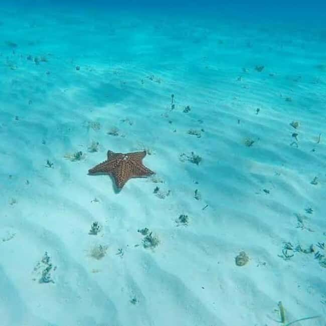 Cozumel: snorkeling on reefs + visit to "El Cielo" - What’s Included and Practical Details