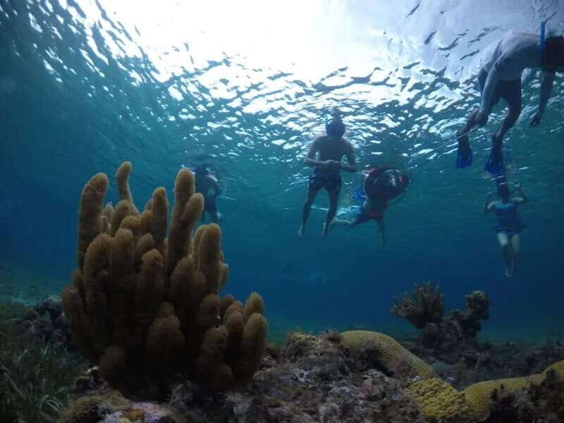 Cozumel: snorkeling on reefs + visit to "El Cielo" - Authentic Experiences & Travel Tips From Reviews