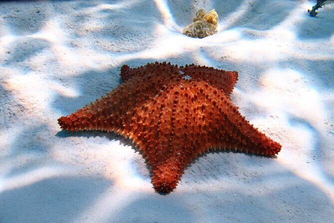 Cozumel Snorkeling Tour: Palancar, Columbia and El Cielo Reefs - An In-Depth Look at the Cozumel Snorkeling Experience