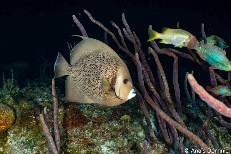 Cozumel: South Marine Park & Cozumel Reef Scuba Diving Tour - An In-Depth Look at the Cozumel Reef Experience