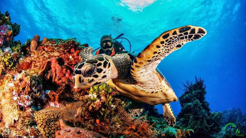 Cozumel: South Marine Park & Cozumel Reef Scuba Diving Tour - Final thoughts: is it worth it?