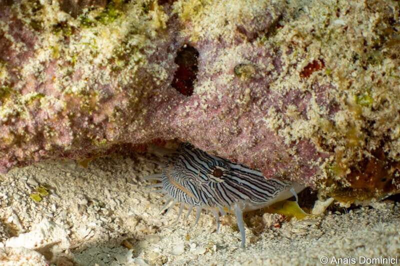 Cozumel: South Marine Park & Cozumel Reef Scuba Diving Tour - FAQ