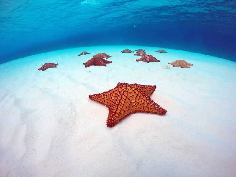 Cozumel: Transparent bottom boat tour and snorkeling activity. - Final thoughts