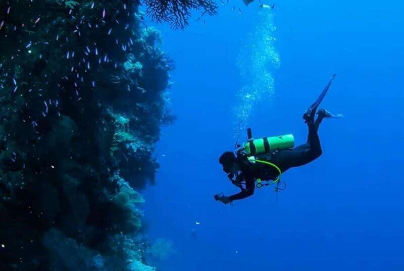 Cozumel: Twilight and Night Dive for Certified Divers - A Closer Look at the Twilight and Night Dive Experience in Cozumel