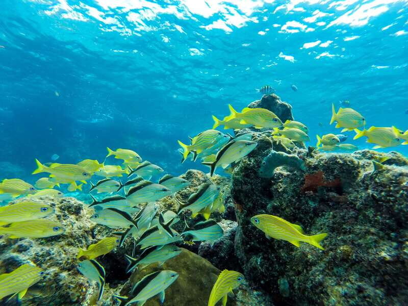 Cozumel: West Coast E-Bike and Snorkeling Tour - FAQs about the Cozumel West Coast E-Bike and Snorkeling Tour