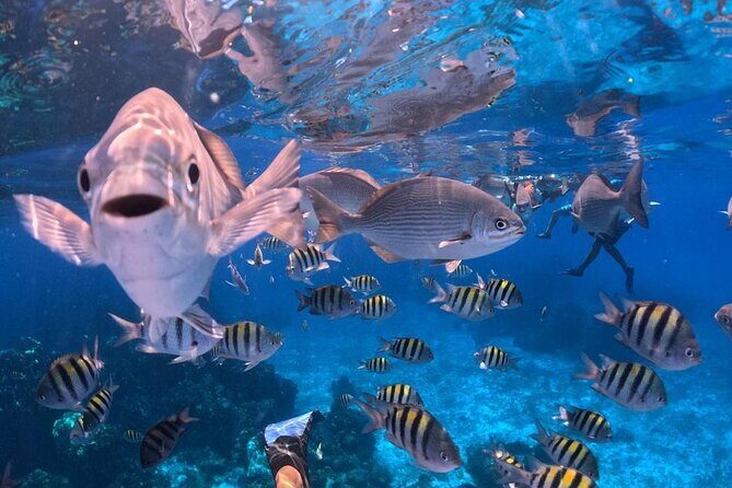 Cozumel's Best: Snorkel Adventure in El Cielo and El Cielito - In-Depth Review: What to Expect from Cozumel’s Best Snorkel Adventure