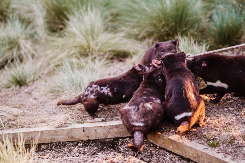 Cradle Mountain: After Dark Tasmanian Devil Feeding Tour - Cradle Mountain: After Dark Tasmanian Devil Feeding Tour