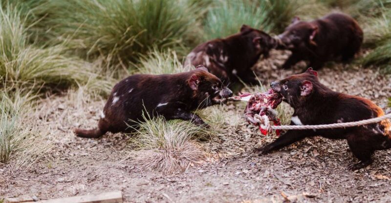 Cradle Mountain: After Dark Tasmanian Devil Feeding Tour - Final Thoughts
