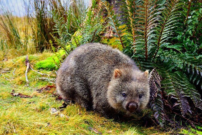 Cradle Mountain National Park Day Tour from Launceston - Key Points