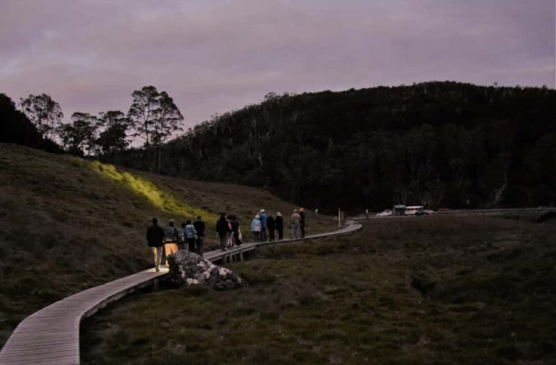 Cradle Mountain Wildlife Spotting after Dark - Why This Tour Offers Great Value