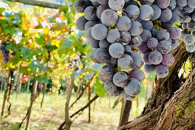 Craftsmanship and Flavors of Sorrento and Amalfi Coast - Key Points