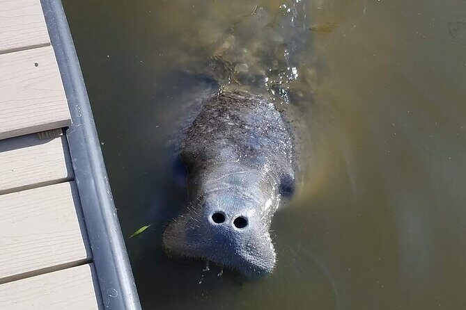 Craigcat Rental in Merritt Island - Exploring the Merritt Island CraigCat Experience