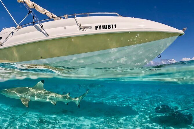 Crazyseahorseborabora Comfortable boat , sensational snorkeling . - An Authentic Bora Bora Snorkeling Experience