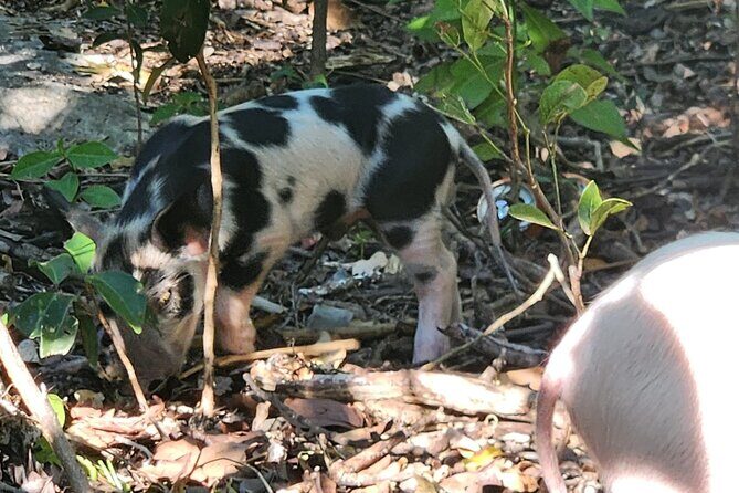 Create-Your-Own Luxury Adventure in Nassau with photographer - FAQs about the Nassau Private Boat Tour