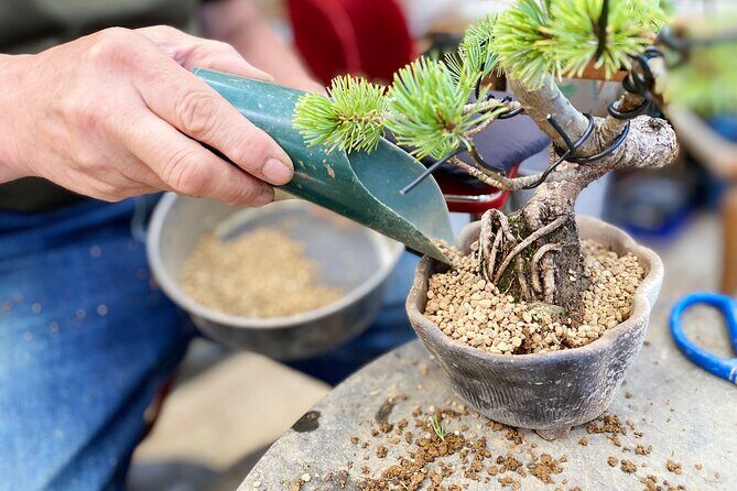 Create Your Own Pine Bonsai & Discover Aesthetics in Osaka Ikeda - Authentic Feedback From Travelers