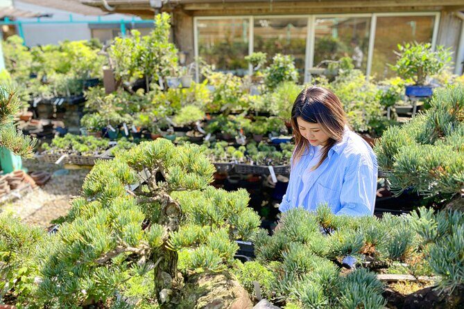 Create Your Own Pine Bonsai & Discover Aesthetics in Osaka Ikeda - Who Will Appreciate This Tour?