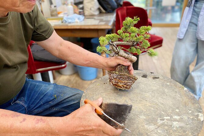 Create Your Own Pine Bonsai & Discover Aesthetics in Osaka Ikeda - The Sum Up