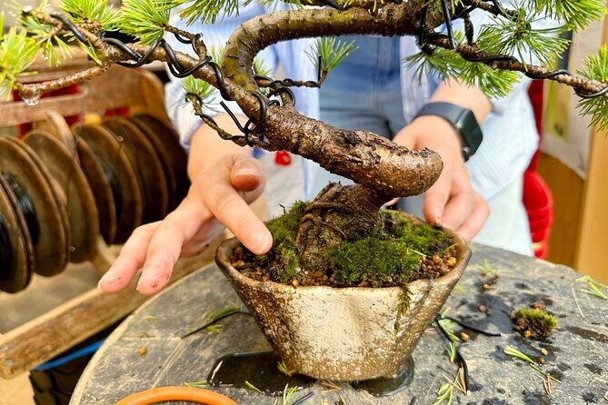 Create Your Own Pine Bonsai & Discover Aesthetics in Osaka Ikeda - Frequently Asked Questions (FAQs)