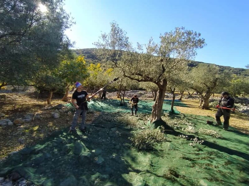 Cres Olive Harvest Tour - Key Points