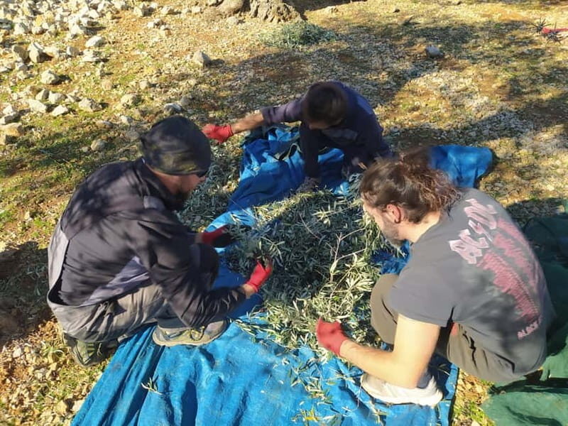 Cres Olive Harvest Tour - An In-Depth Look at the Cres Olive Harvest Tour